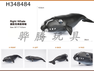 H348484 - Right whale with enamel and cotton