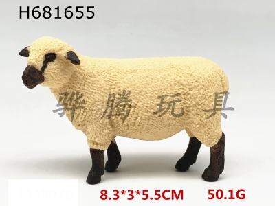 H681655 - Shropshire sheep